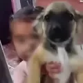 Video viral
