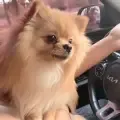 Pomerania