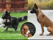 Perros inteligentes