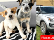 Fundaci??n patrulla criolla