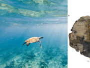 sitúa al ejemplar en el Cretácico inferior, hace aproximadamente 132 a 125 millones de años.