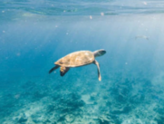 sitúa al ejemplar en el Cretácico inferior, hace aproximadamente 132 a 125 millones de años.