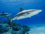 Tiburones drogas