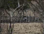 Un campesino trabaja la tierra durante la temporada de sequía, el 12 de mayo de 2023, en la Península de Azuero (Panamá).