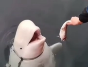 Se ha mencionado que la ballena fue entrenada por fuezas militares de Putin.