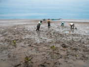 Piangüeras conchando en el manglar Raizal de Tumaco.