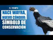 Nace Wayra, nuevo c??ndor de Los Andes en Colombia y s??mbolo de conservaci??n