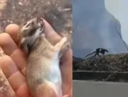 Animales silvestres afectados por los incendios