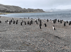 En la Antártida habitan varias especies de pingüinos pero cerca de las bases científicas de la Isla Rey Jorge se pueden ver dos con frecuencia.