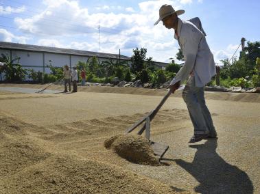 En el primer semestre cada zona productora no debe sobrepasar las siguientes hectáreas de siembra: Centro, 71.000. Llanos, 204.000. Bajo Cauca, 44.000. Costa Norte, 13.000. Y Santanderes, 20.000.