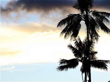 La palma de cera fue declarada como árbol nacional tras la ley 61 aprobada por el Congreso y sancionada en septiembre de 1985.