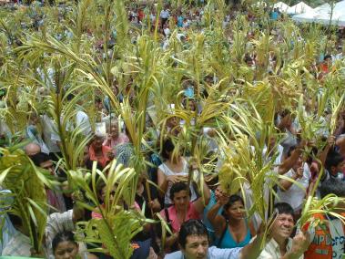 La palma de cera puede tardar hasta 57 años para empezar a producir tallo, 83 años para empezar a reproducirse y puede vivir cerca de 200 años, pero sus cogollos (utilizados para los ramos) solo se producen una vez al año)