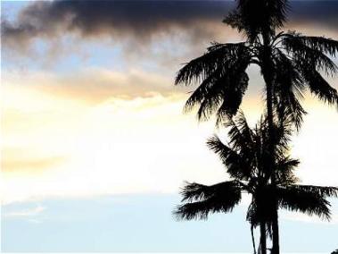 La palma de cera fue declarada como árbol nacional tras la ley 61 aprobada por el Congreso y sancionada en septiembre de 1985.