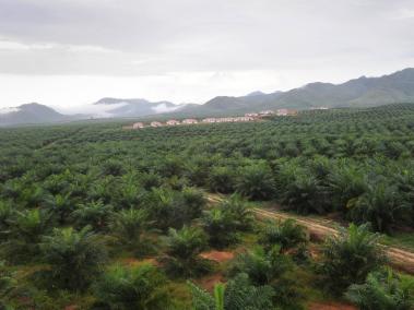 Fedepalma y su centro de investigación anunciaron la puesta en marcha de un plan de choque orientado a atender este problema.