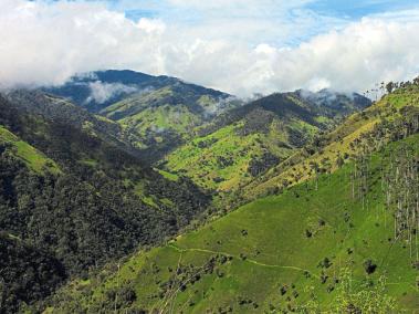 Entre Tolima y Quindío está Tochecito, un bosque de cerca de 4.500 hectáreas que concentra la mayoría de palmas de cera del país.