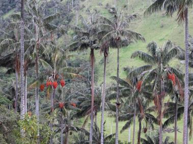 Cada palma puede producir al año cerca de 24.000 frutos.