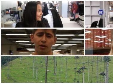 ¿Qué tanto sabe de la Palma de cera?