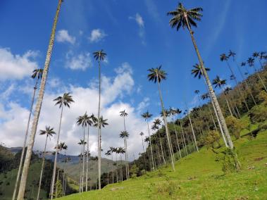 La Ley 061 de 1985 prohibió en el territorio colombiano el corte, transporte y comercialización de esta palma