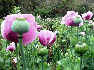 Colombia no es hoy un país afectado por la producción de amapola. Solo existen 462 hectáreas, especialmente en Cauca y Nariño. En la foto, un cultivo en la comunidad de Guambia, municipio de Silvia, Cauca.