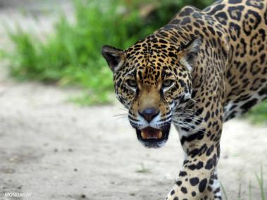 Los jaguares habitan en toda América desde el sur de lo Estados Unidos hasta el norte de Argentina.