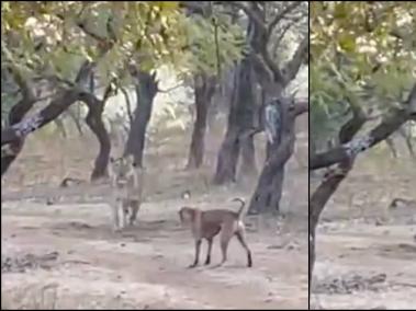 León lucha contra perro