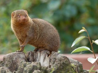 Mangosta de África.