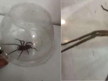 Pánico: En una verdulería de Argentina encuentran araña bananera gigante