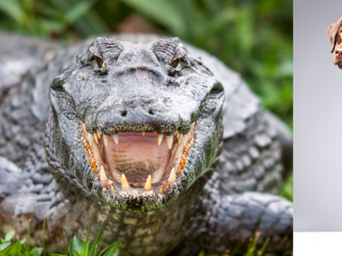 Hombre se enfrentó a un caimán para salvar la vida de su mascota