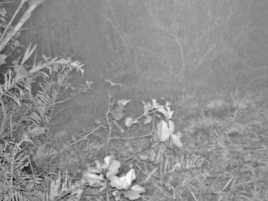 Hallan al primer jaguar en el suroriente de Boyacá