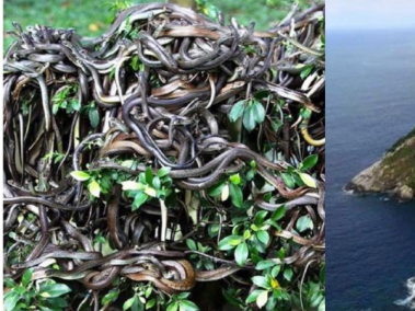 La isla de las serpientes: el lugar más peligroso del mundo