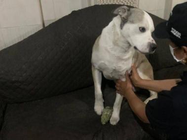 El grupo especial para la lucha contra el maltrato animal de la Fiscalía está a cargo del caso.