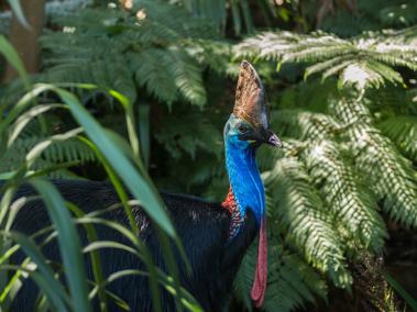 Los casuarios son capaces de generar graves heridas con sus patadas y sus garras.