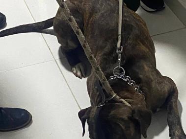 Este es el perro pitbull involucrado en la muerte de la menor de dos a??os en Villamar??a, Caldas.