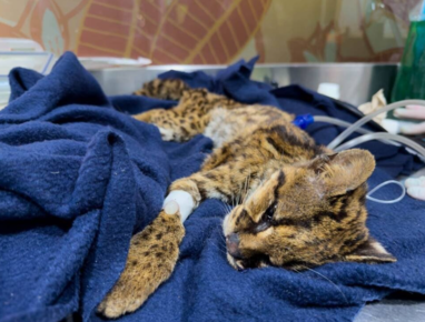 Trigrillo lanudo rescatado en Medellín