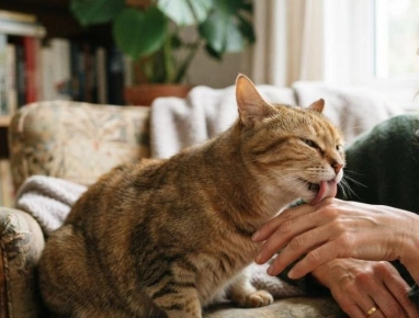 Gatos