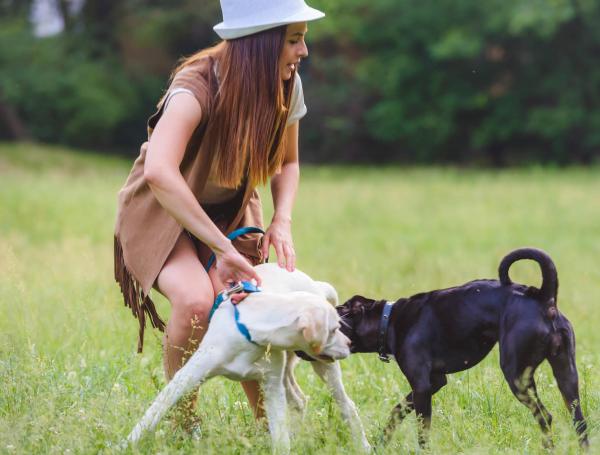 a que edad los perros dejan de jugar a pelear