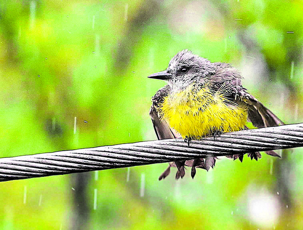 Durante días lluviosos algunas aves se refrescan, al igual que los árboles y la tierra, para prepararse para verano. JUAN RUEDA.