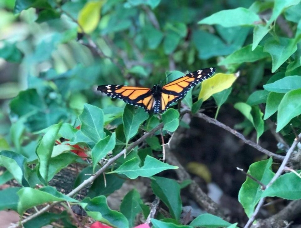 Aspecto de la mariposa que supera las cuatro fases de su ciclo de vida.