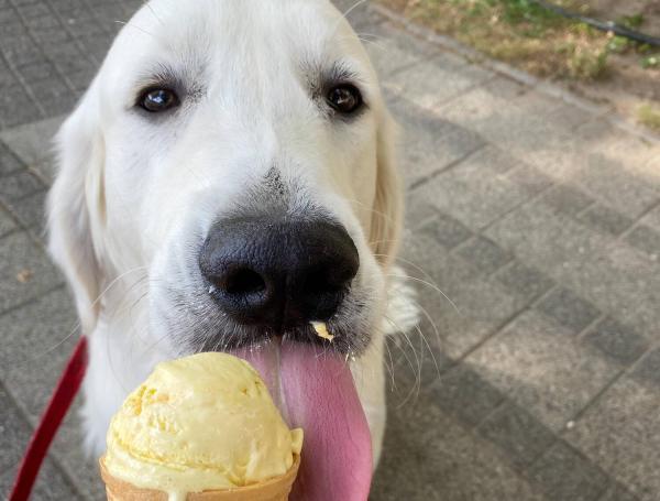 debo alimentar o pasear a mi perro primero en la mañana