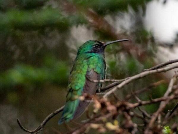 Avistamiento de aves