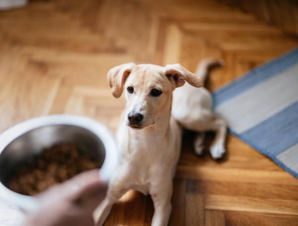 debo alimentar o pasear a mi perro primero en la mañana