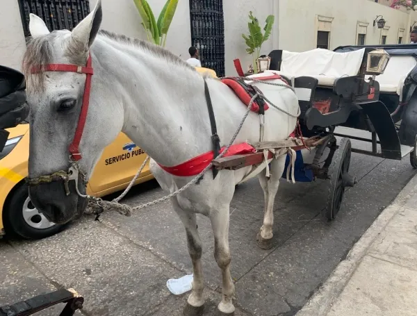 Caballos cocheros de Cartagena