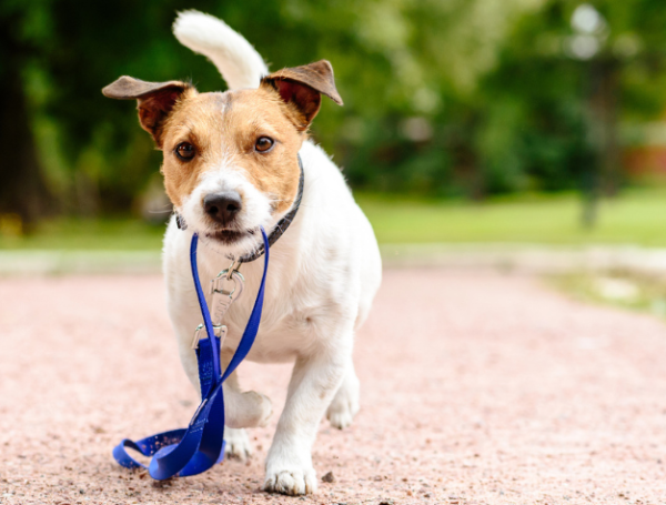 los perros recuerdan las voces