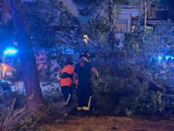 Joven de 25 años resultó herido tras caerle la rama de un árbol encima ...