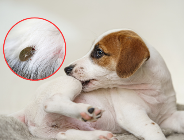 se puede transmitir la meningitis de los perros a los humanos