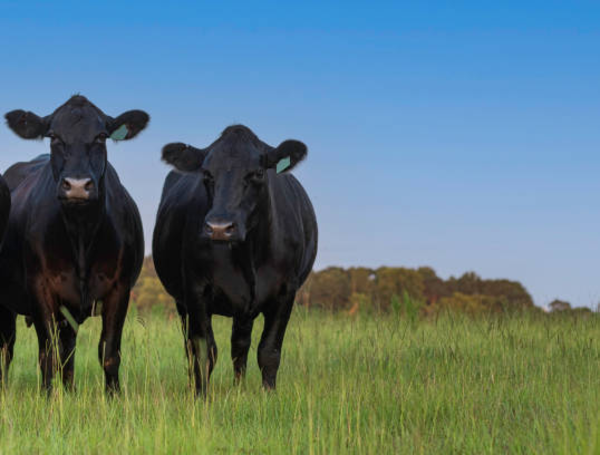 Vacas