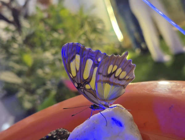 mariposas