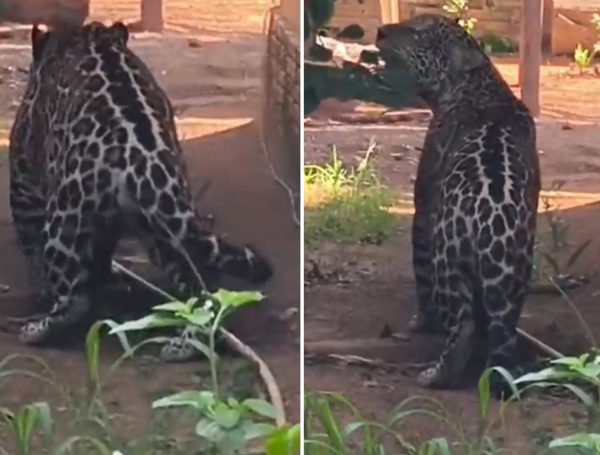 Jaguar en Brasil