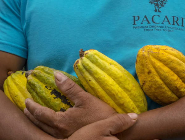 Cacao Ecuador