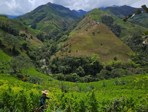 El Plateado con cultivos de coca alrededor.